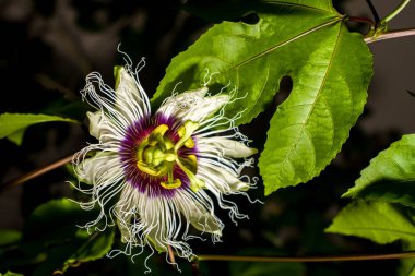 Passiflora sürüngen çiçeği.