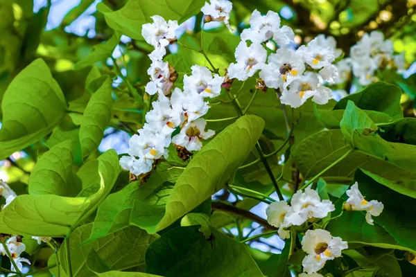 Flores de árbol catalpa . — Foto de Stock