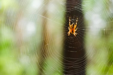 Ormandaki örümcek ağı, yakın plan..