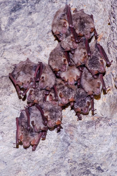 Fledermäuse schlafen auf den Bögen der Höhle. Stockbild