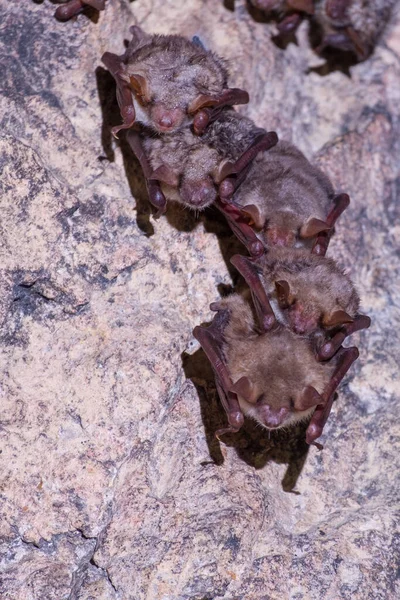 Fledermäuse schlafen auf den Bögen der Höhle. Stockfoto