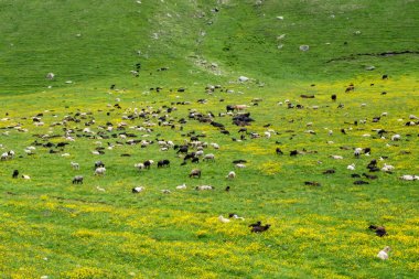 Yüksek bir çayırda otlayan inek ve koyun sürüleri..
