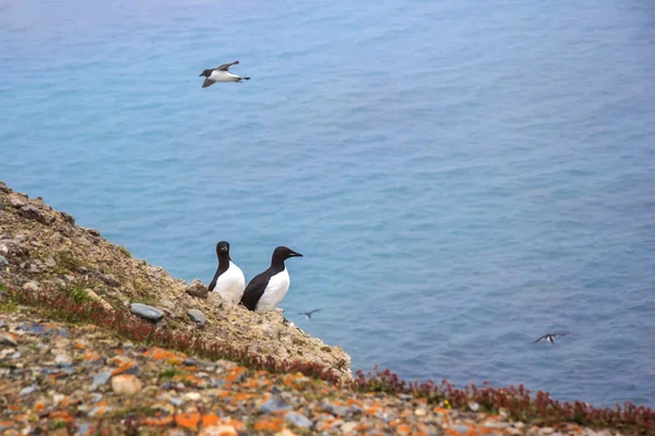Guillemot yuvası, Kuzey Kutbu, Barents Denizi, Novaya Zemlya takımadaları.