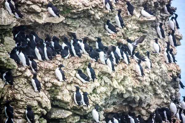 Guillemot yuvası, Kuzey Kutbu, Barents Denizi, Novaya Zemlya takımadaları.
