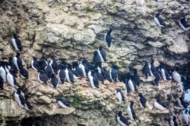 Guillemot Yuvası, Kuzey Kutbu, Barents Denizi.