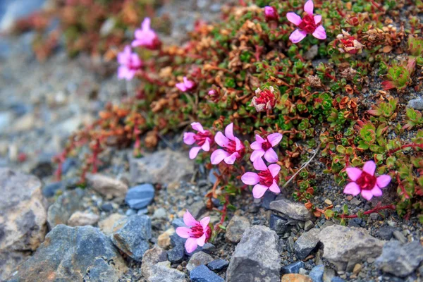 Fleurs polaires en fleurs, saxifrage . — Photo