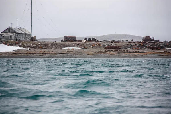 En isbjörn på den övergivna ryska polarstationen, Arktis. — Stockfoto