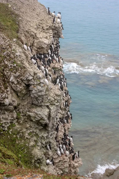Guillemot Yuvası, Kuzey Kutbu, Barents Denizi.