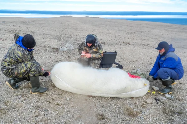 Forskare från en vetenskaplig expedition gör mätningar och markeringar av en sovande isbjörn. — Stockfoto