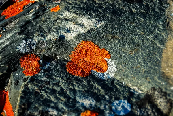 Rote Flechten wachsen auf Felsen, der Arktis, der Barentssee. Stockbild