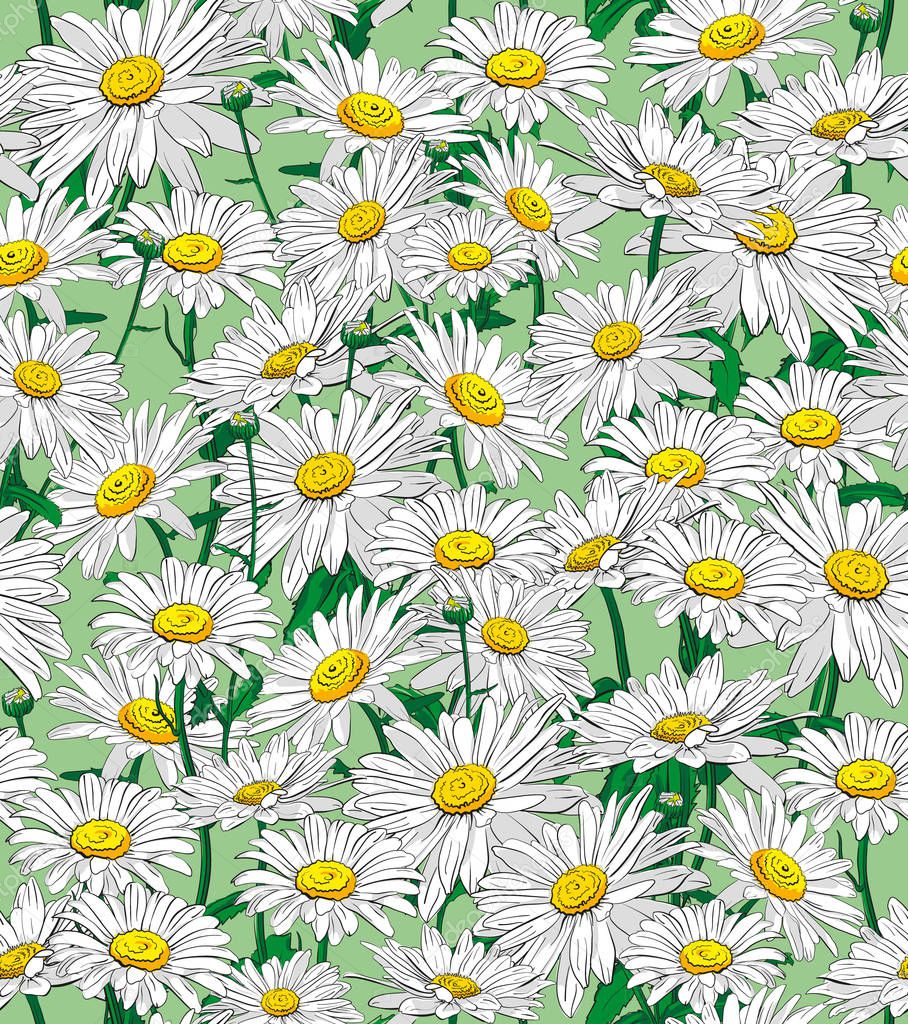 camomile seamless floral pattern