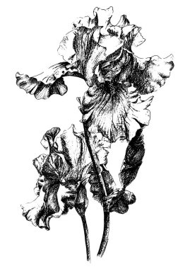 vektörel süsen çiçeği