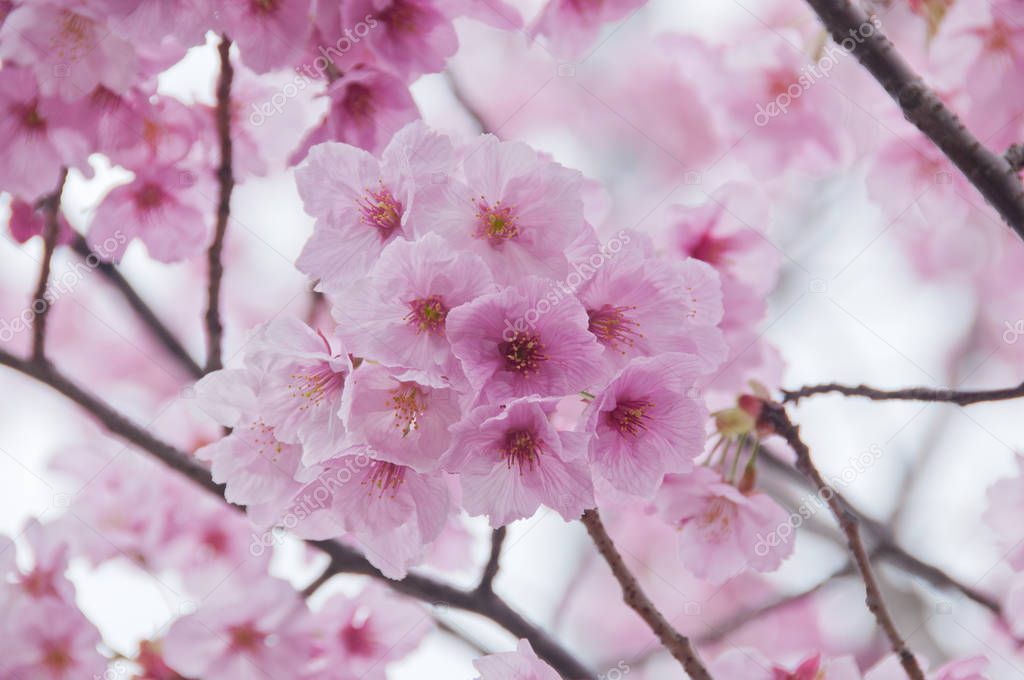 Beautiful full bloom pink cherry blossom sakura flowers