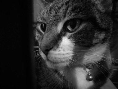 Sevimli sakin gizemli kedi sağ bakmak