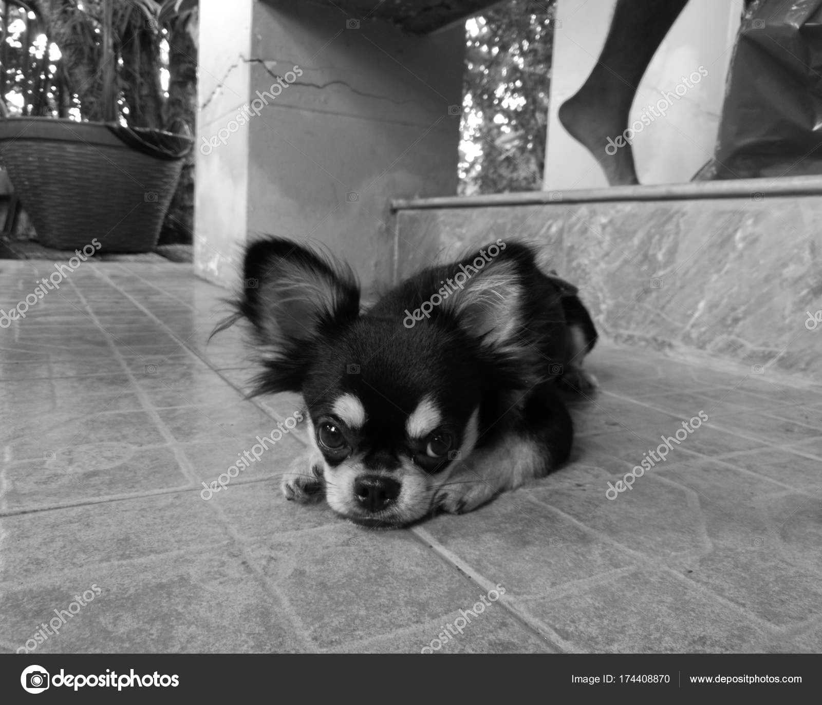 little black chihuahua