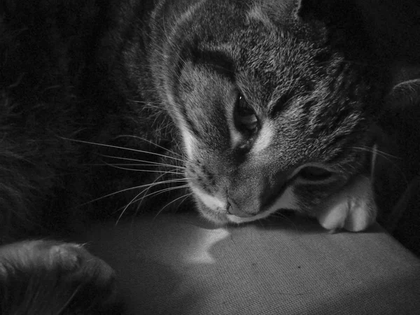 かわいい穏やかな神秘的な猫は悲しい — ストック写真