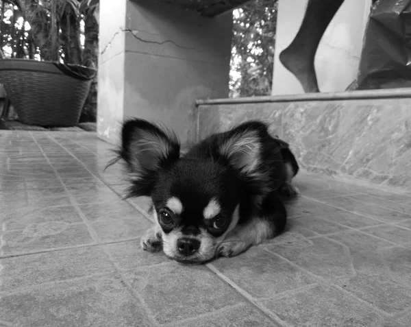 Lindo poco negro chihuahua cachorro sentarse en un piso en negro y wh — Foto de Stock