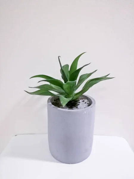 Одно зеленое симпатичное декоративное растение на белом фоне — стоковое фото