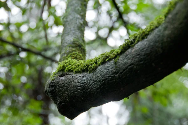 Lichene muschiato su tronco d'albero umido nero nella foresta — Foto Stock