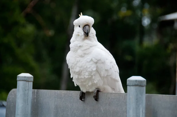 Hermoso blanco grande cacatúa pájaro de pie sonriendo —  Fotos de Stock