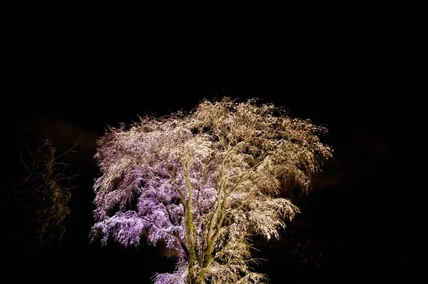 Светящийся свет цветущей сакуры Сакуры ночью в Токио Джа — стоковое фото