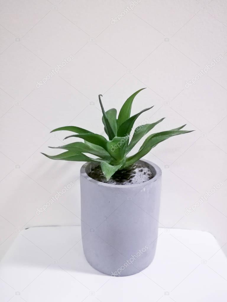 Single green cute decorative plant on white background