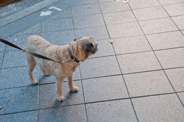 Lindo perro marrón pequeño gira a la izquierda en la calle — Foto de Stock