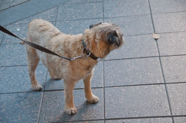 Joven perro marrón doméstico gira a la izquierda — Foto de Stock