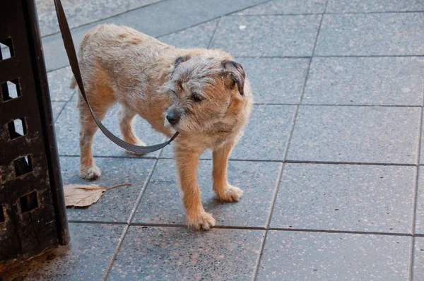 Joven perro marrón doméstico gira a la derecha — Foto de Stock