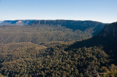 Blue Mountain Sydney Nsw Avustralya derin yeşil orman