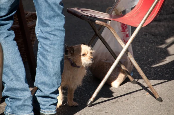 Joven pequeño lindo perro marrón se queda quieto bajo una silla — Foto de Stock