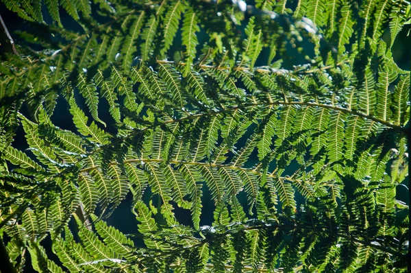 Zielony paproci dzikie tropikalne liście ze światłem słonecznym i ciemny backgrou — Zdjęcie stockowe