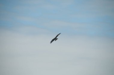 Kahverengi Arap çöl şahini (Peregrinus tüyleri) kuş uçuyor ve mavi gökyüzünde kanatlarını açıyor