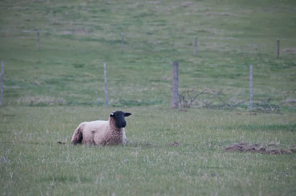 Białe Puszyste Dzikie Owce Siedzieć Jeść Zieloną Trawę Bujnym Polu — Zdjęcie stockowe