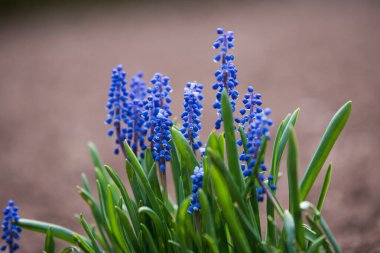 Modrica, Muscari Mill, bahçede mor çiçeğin ayrıntıları, bulanık arka plan.
