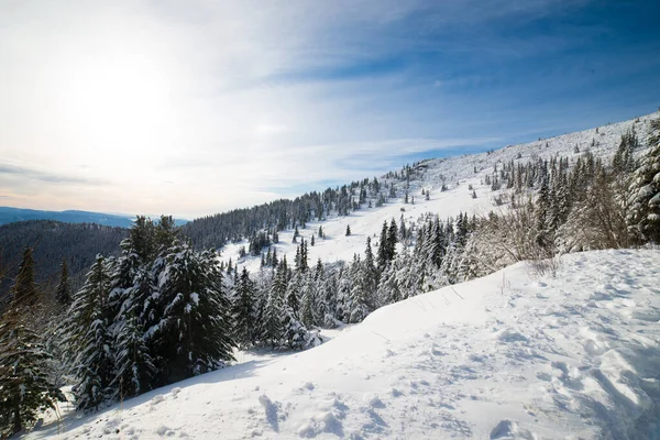 Donmuş karla kaplı manzara, Low Tatras 'ta peri masalı kışı, orta Slovakya, Avrupa