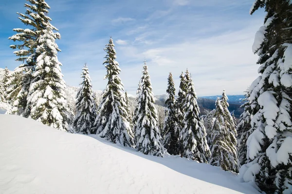 Donmuş karla kaplı manzara, Low Tatras 'ta peri masalı kışı, orta Slovakya, Avrupa