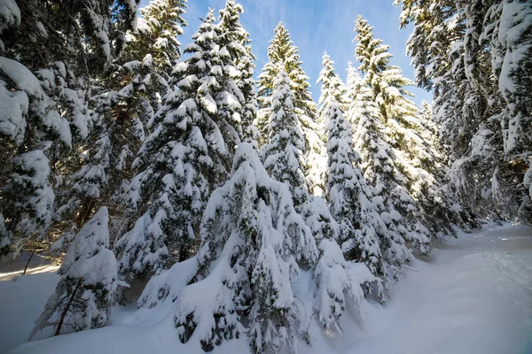 Donmuş karla kaplı manzara, Low Tatras 'ta peri masalı kışı, orta Slovakya, Avrupa