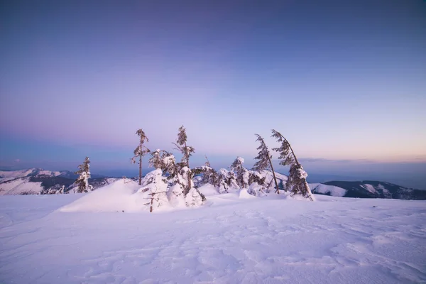 얼어붙은 겨울 풍경, 저녁 햇살 속의 작은 나무들, 낮은 Tatras, 중앙 슬로바키아, 유럽 — 스톡 사진