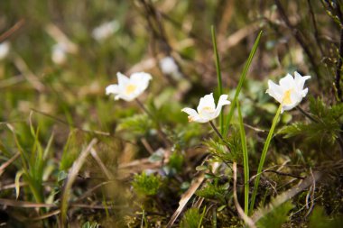 Çimenlerdeki beyaz çiçekler, sığ tarlalar