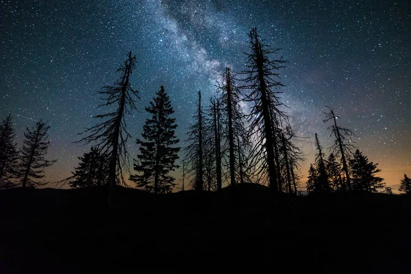 Млечный Путь над высохшими хвойными деревьями, красивое звездное небо, сказочная ночь под звездами — стоковое фото