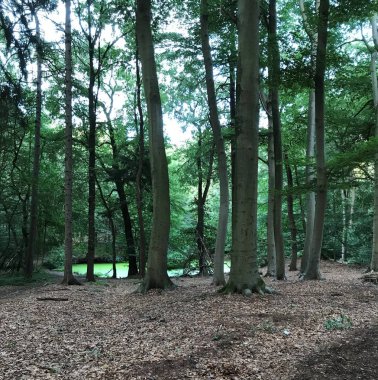 Yaz ormanı. Ağaçların kalın gölgesi. Küçük göl.