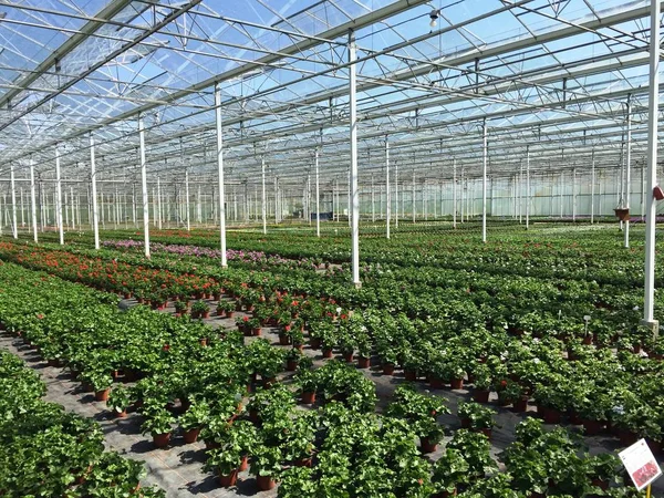Plántulas Invernadero Agronegocios Primavera — Foto de Stock