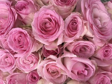 Erkelenz (Almanya). Eylül 2019. Güller