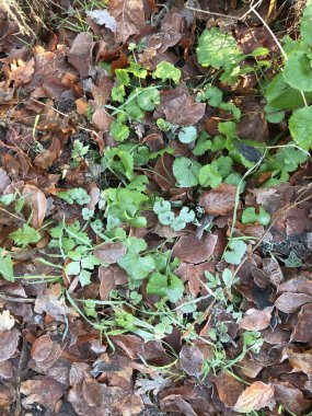 Avrupa kışı, 1 Ocak 2020. Kış ormanında çimen.