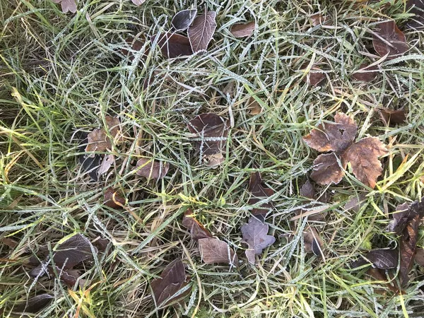 欧洲冬季 2020年1月1日 冬季森林里的草 — 图库照片