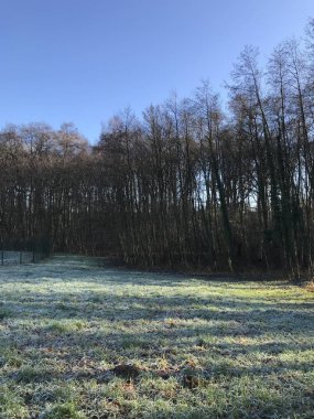 Vahşi yaşam. Karışık orman. Avrupa kışı. 1 Ocak 2020