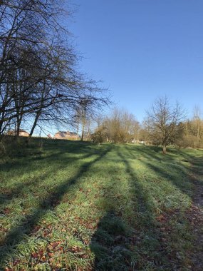 Vahşi yaşam. Karışık orman. Avrupa kışı. 1 Ocak 2020