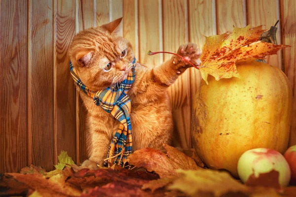 Britische Kurzhaarkatze im Herbst. rote Katze in blauem Schal mit Herbstblättern auf Holzgrund. die britische Katze mit einem Kürbis und Herbstblättern. — Stockfoto