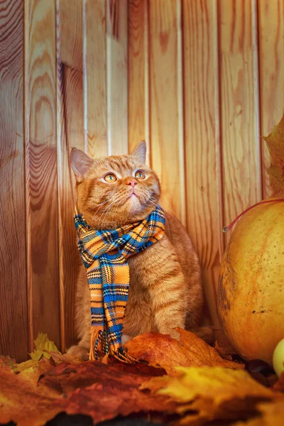 Britische Kurzhaarkatze im Herbst. rote Katze in blauem Schal mit Herbstblättern auf Holzgrund. die britische Katze mit einem Kürbis und Herbstblättern. — Stockfoto